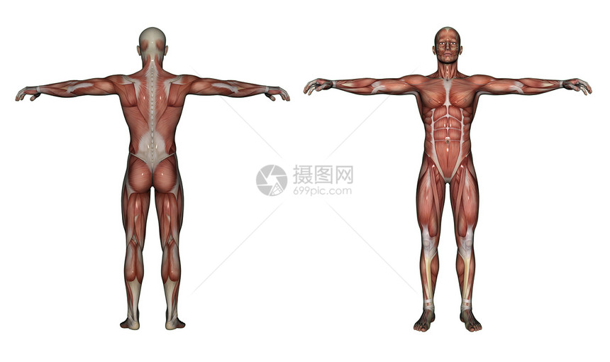 人体解剖男性肌肉科学医疗教育手雕插图解剖学保健医学生物学男士图片