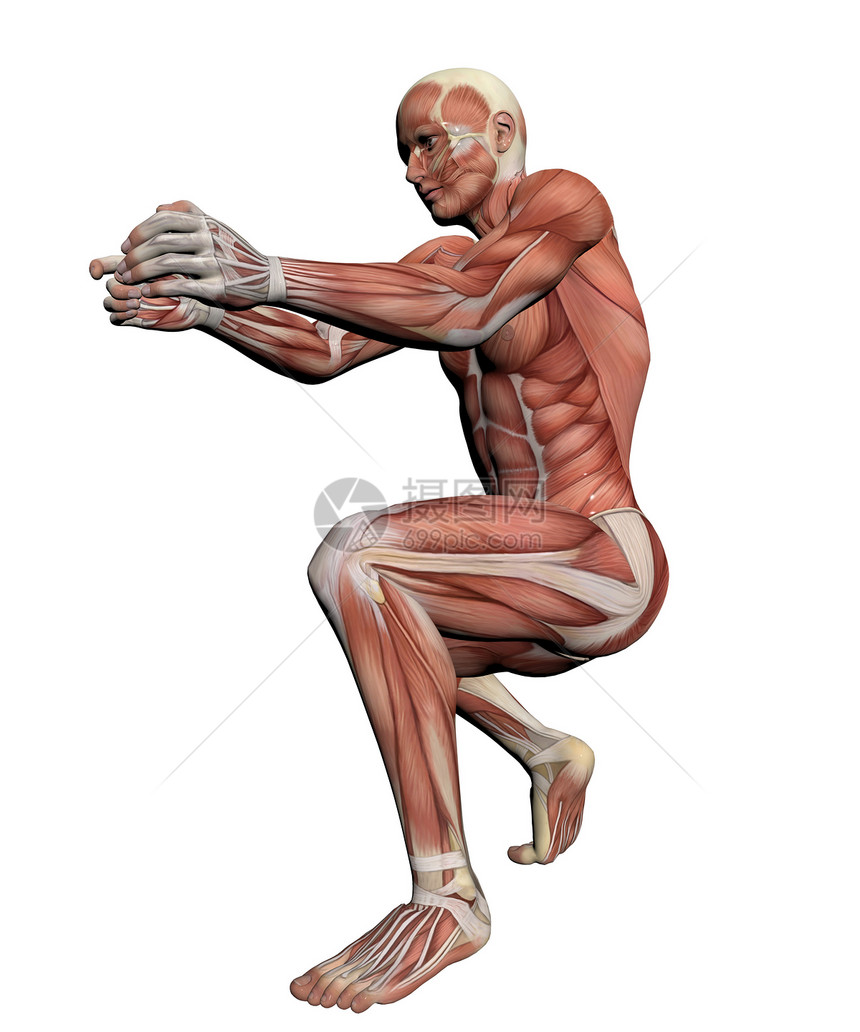 人类解剖肌肉教育生物学男性男士保健科学解剖学人体插图绘画图片