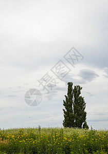 花地土豆田里的一棵鲜花树4背景图片