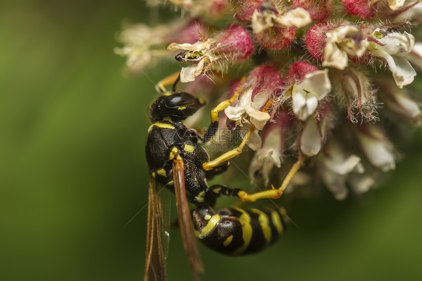 欧洲黄蜂(Vespula 细菌)昆虫图片