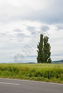 花地土豆田里的一棵鲜花树1背景图片