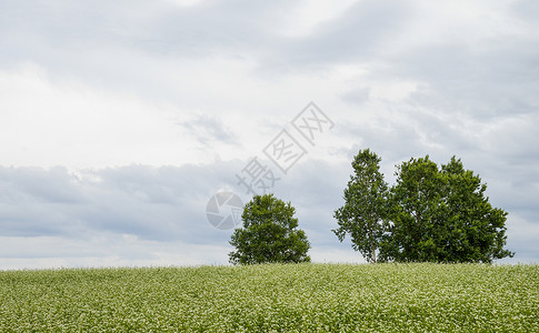 花地土豆田里的花木丛树1背景图片