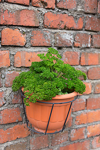 砖墙上的绿植物锅摄影花园绿色生态背景图片