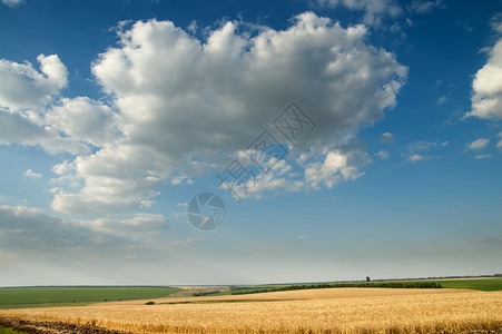 小麦田地的成熟小麦金色和阴云天空背景图片
