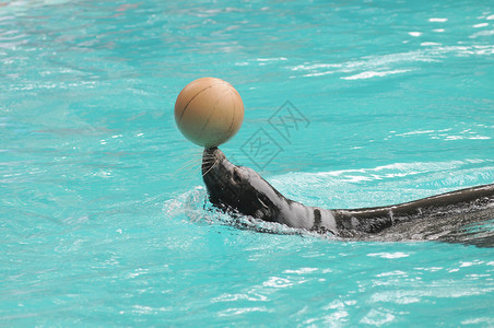 本土化海狮哺乳动物棕色毛皮狮子海滩海洋蓝色水池动物园荒野背景图片