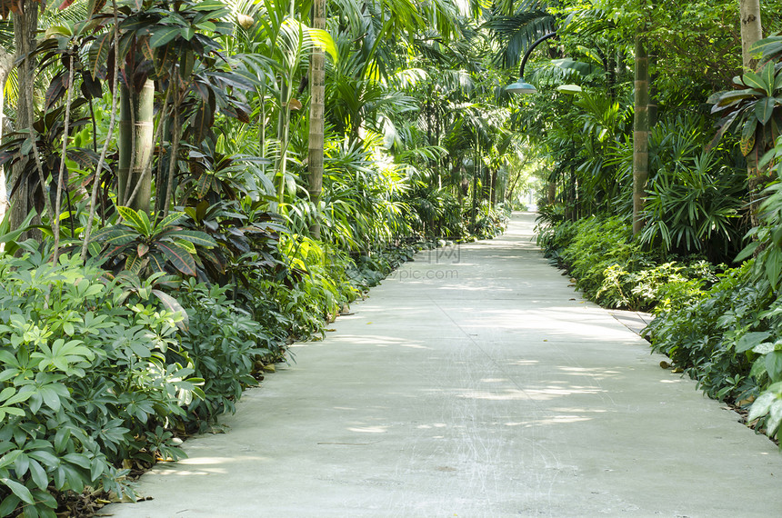 长着许多树的自然通路花园植物群木槿丛林植物绳索游客通道小路公园图片