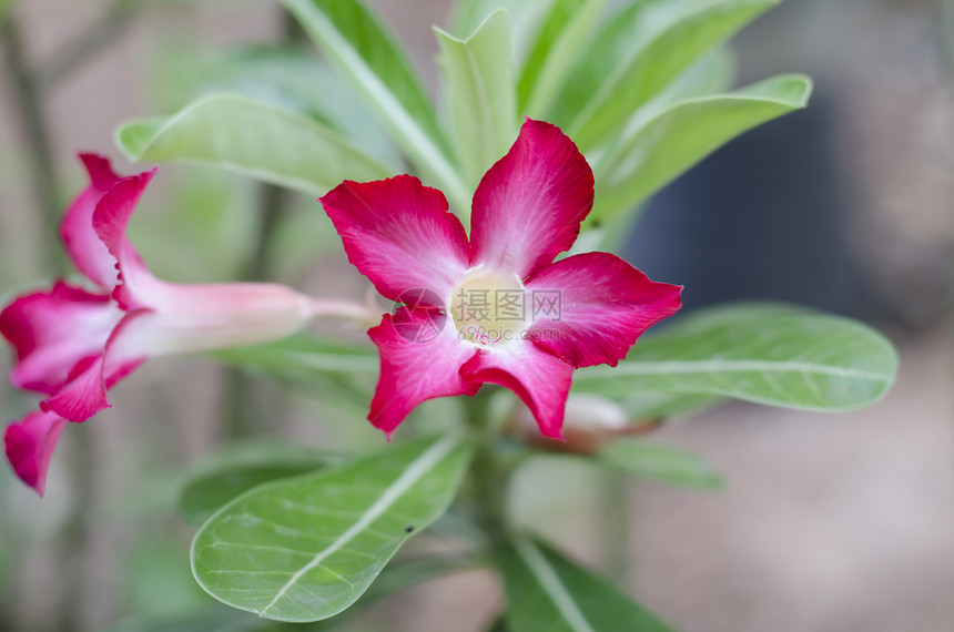 沙漠自然生长忧郁公园植物学花园花瓣植物群花店园艺花束叶子图片