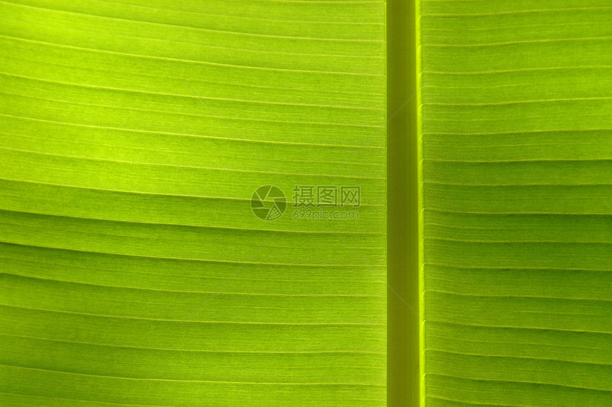 热带叶生态脊柱纹理绿色植物树叶生活植物叶子静脉太阳图片