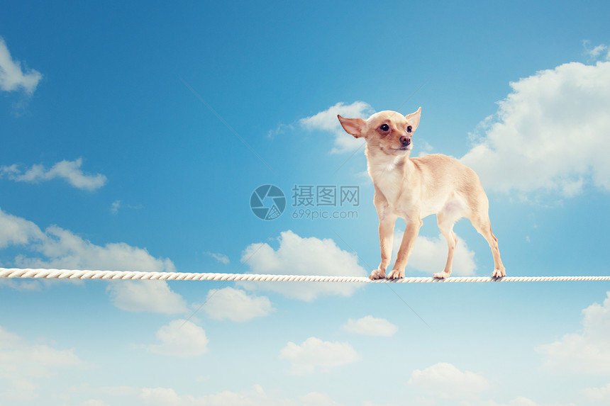 狗在绳索上平衡宠物压力失败马戏团动物电缆诡计小狗乐趣漫画图片
