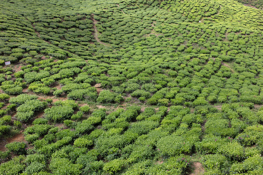 马来西亚卡梅隆高地茶田茶田园景绿色农场茶叶种植园植物叶子场地风景农业图片