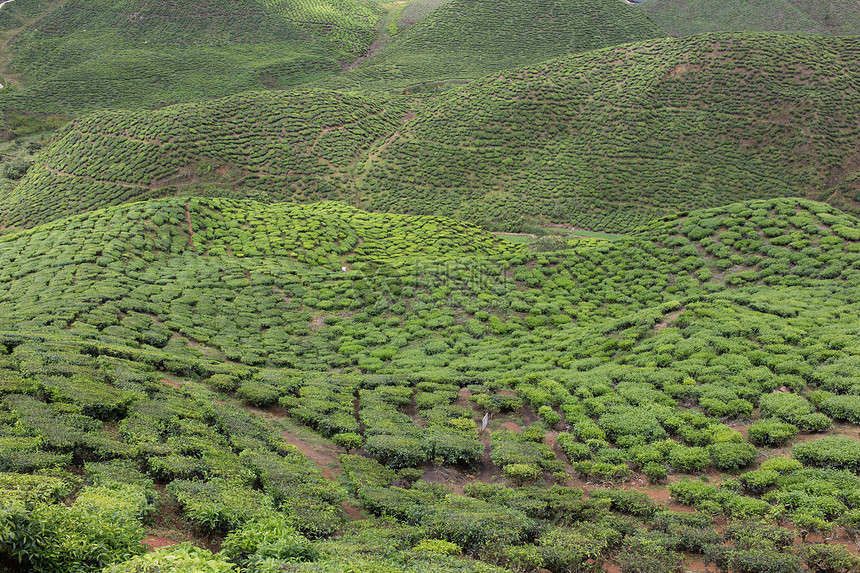 马来西亚卡梅隆高地茶田茶田茶叶农场叶子茶树植物园景农业绿色种植园风景图片
