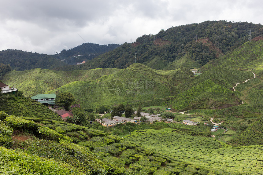 马来西亚卡梅隆高地茶田茶田农业种植园风景场地茶叶绿色茶树园景农场植物图片