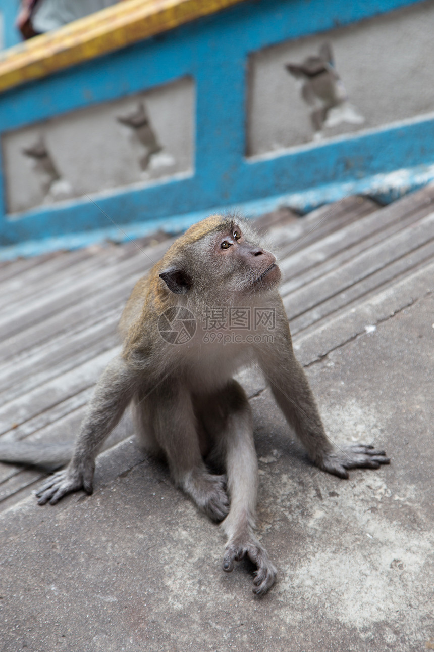 巴图洞穴的Cynomolgus猴子生物学哺乳动物动物荒野摄影图片