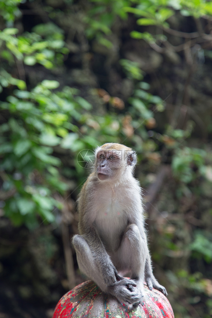 巴图洞穴的Cynomolgus猴子摄影生物学哺乳动物荒野动物图片