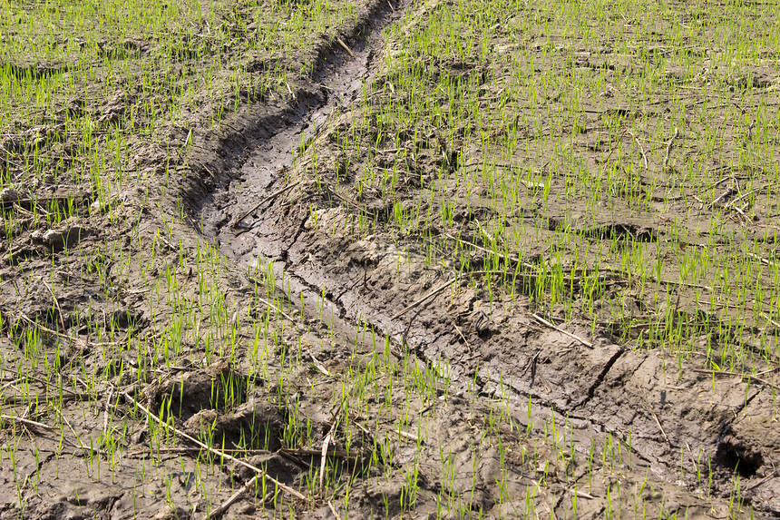 稻米种植增长风光庄稼运动植物反射宏观栽培农产品积水健身图片