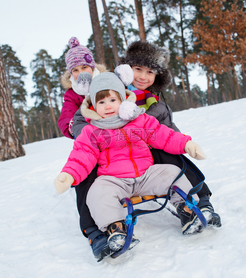 儿童在雪雪地上骑着雪橇兄弟青年喜悦季节儿子女孩松树家庭幸福乐趣图片