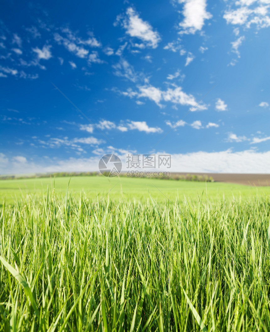 绿草和蓝天空阳光城市爬坡国家草原生态植物季节农村蓝色图片