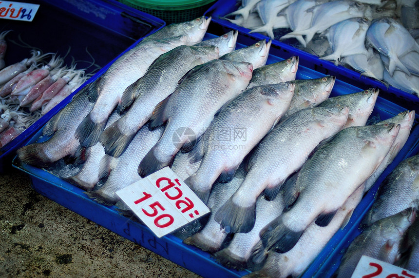 鱼市场上塑料托盘中的鱼图片
