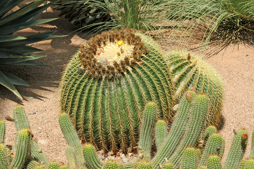 近距离接近一个刺痛的仙人掌 异国植物白色倒钩团体沙漠脊柱花园植物学绿色多刺生长图片