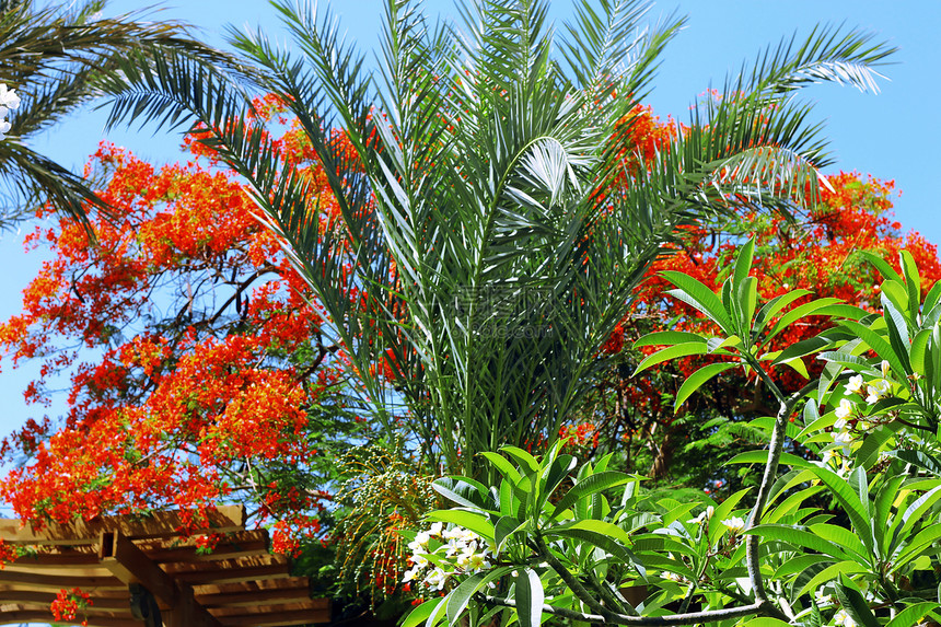 对抗蓝色天空的热带外来植物情调棕榈生长异国树叶叶子图片
