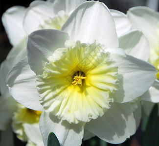 Dafodil 白黄色花朵花园植物群园艺水仙白色生长香味背景图片