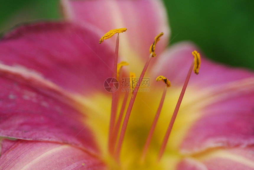 粉红色黄黄色的Hemerocalis花朵萱草属花园植物群花瓣图片