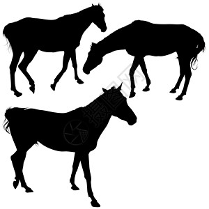 马修轮光片收藏鬃毛剪贴家畜马雷绘画农场动物黑色插图哺乳动物背景图片
