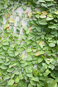 正在攀爬 Fig登山者家居生长白墙自然桑科花园绿叶叶子背景背景图片