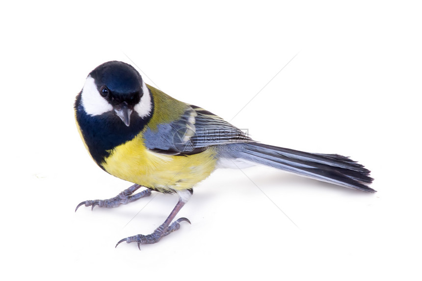 黄鸟2黄色白色羽毛荒野生活环境动物眼睛鸣禽野生动物图片