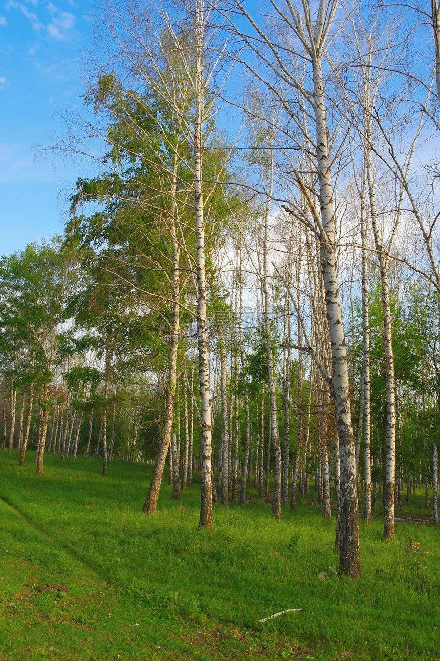 白树林的夏季风景环境树林生长场景生活公园季节叶子树干野生动物图片