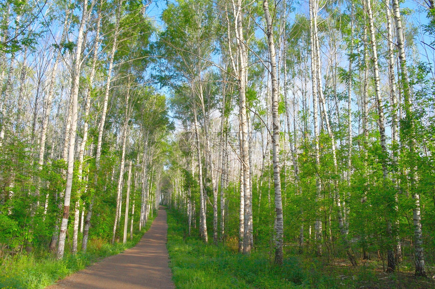 美丽的夏季风景树木树林桦树人行道蓝色森林树干野生动物环境叶子图片