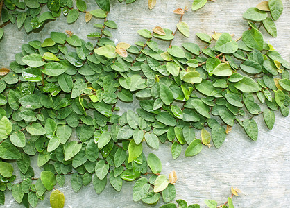 正在攀爬 Fig桑科叶子植物创意自然公园绿叶花园白墙生长背景图片