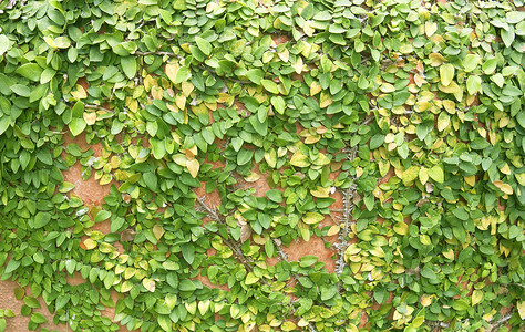 正在攀爬无花果桑科叶子自然游乐场公园白墙生长绿叶家庭登山者背景图片