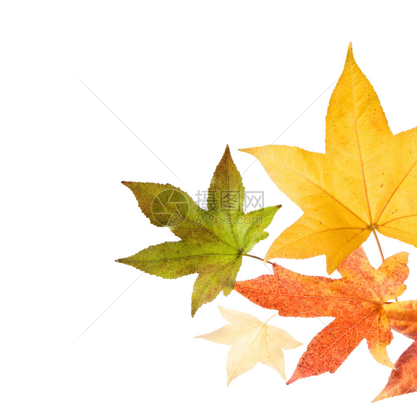 秋天的落叶黄色橙子树叶季节性棕色季节金子植物环境红色图片