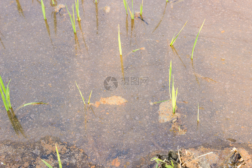 小稻谷种植增长图片