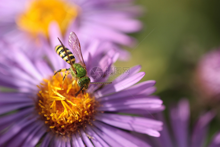 一只昆虫和紫花1图片