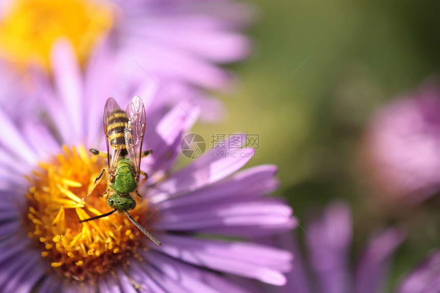 一只昆虫和紫花2图片