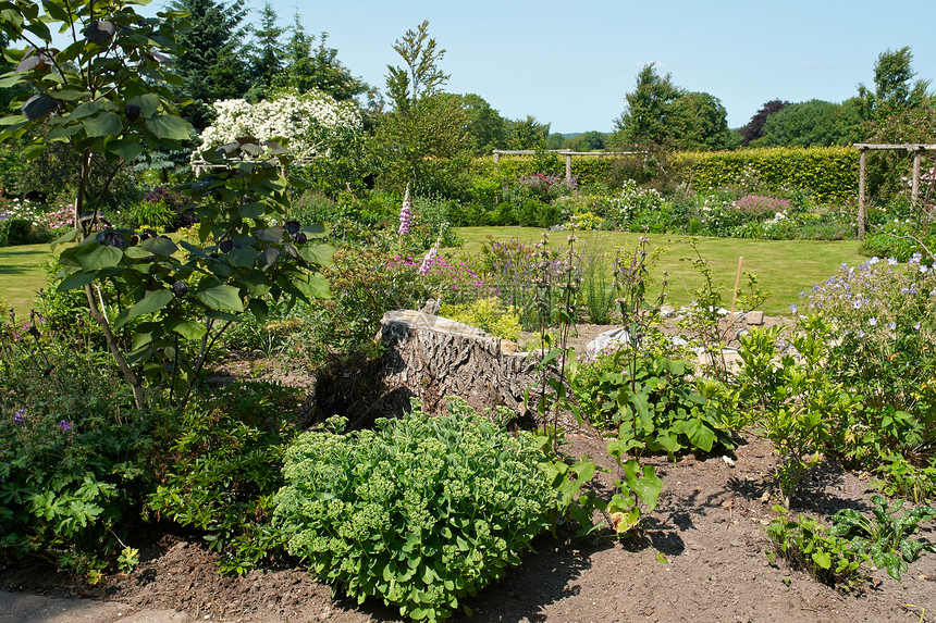 具有吸引力的英式英语风格正规花园植物群植物叶子公园季节场景院子花坛植物学美化图片