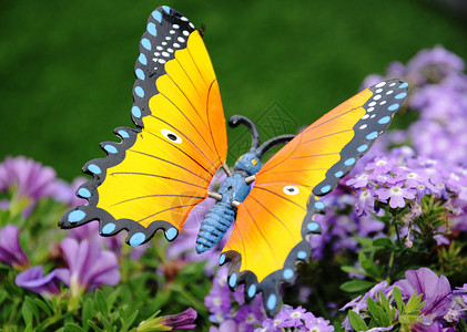 符号蝴蝶背景图片