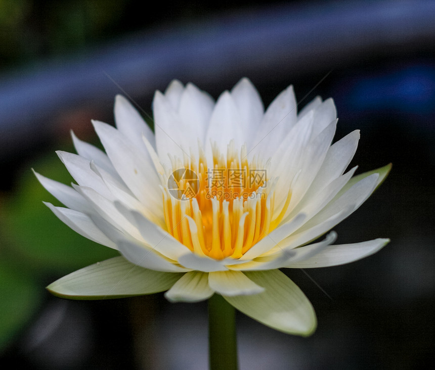 莲花花热带公园池塘植物学百合荷花植物群植物叶子花园图片