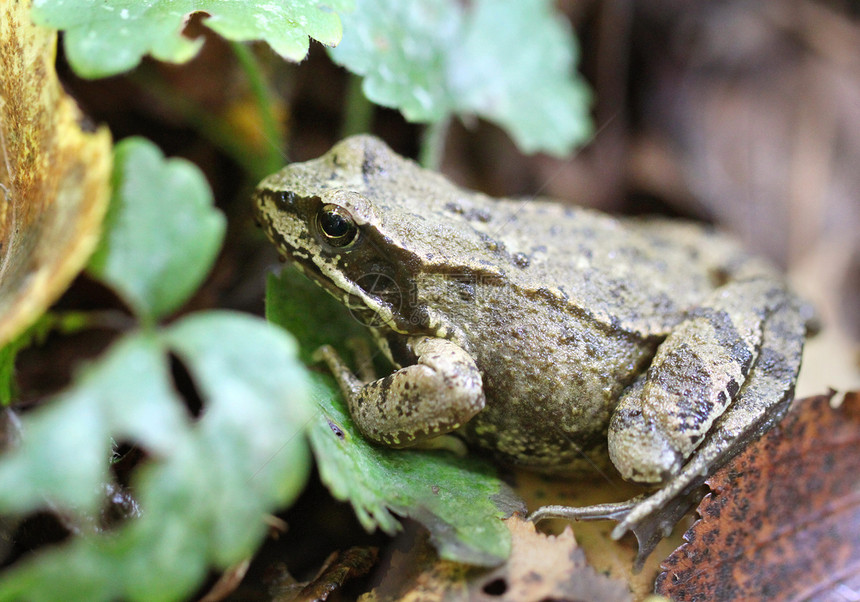 绿青蛙摄影野生动物生物学日志河岸亚种池塘湿地林蛙动物