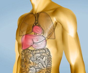 大肠包小肠带有器官的黄色和透明的数字机体背景