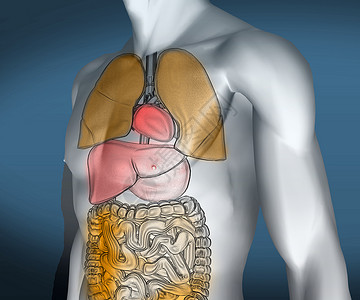 大肠包小肠具有可见器官的多彩透明数字机体背景