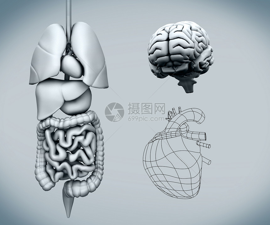 利用大脑组装人体器官图片