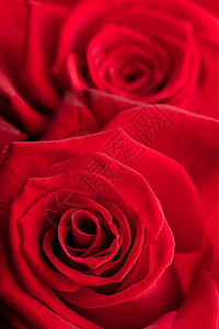 紧贴红玫瑰花瓣玫瑰红色情人背景图片