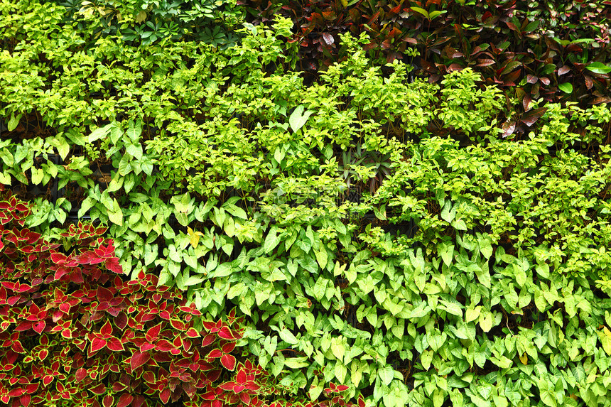 绿色植物墙壁绿色植物藤蔓图片