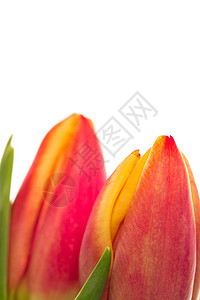 两个粉红色和黄色的郁金香合起来绿色的高清图片素材