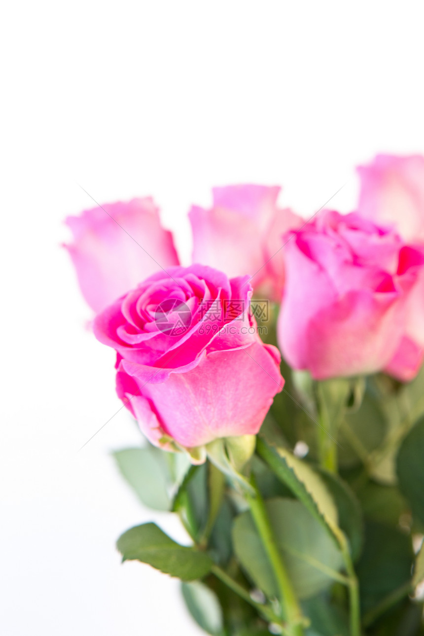 粉红玫瑰花束特写图片
