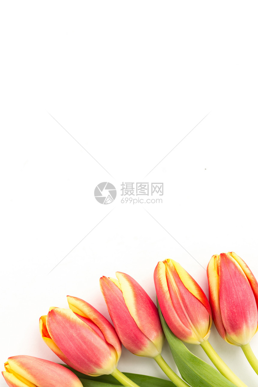 在白色背景上排队的五张盛开的郁金香图片