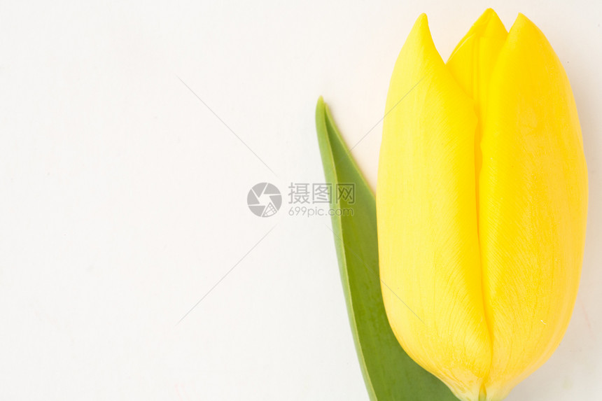 黄色盛开的郁金香特写在白色背景上图片